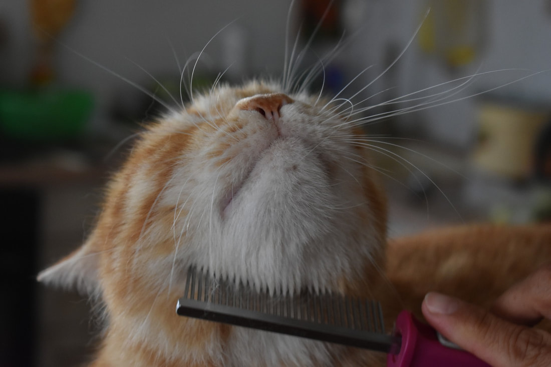 Cat getting its fur combed