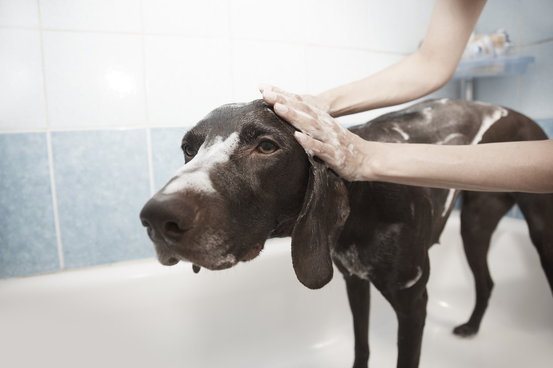 Dog getting shampooed in the bath